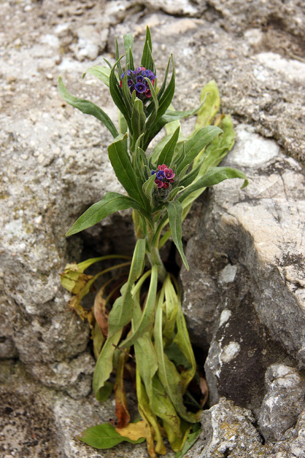 Navadni pasji jezik
Navadni pasji jezik pri Stari Fužini.


Ključne besede: navadni pasji jezik cynoglossum officinale