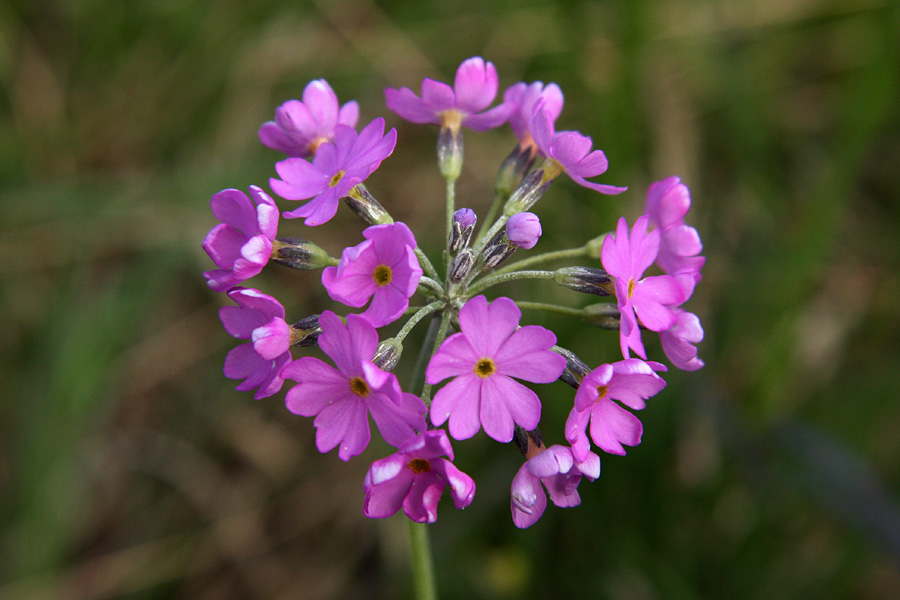 Moknati jeglič
Moknati jeglič.
Ključne besede: moknati jeglič primula farinosa