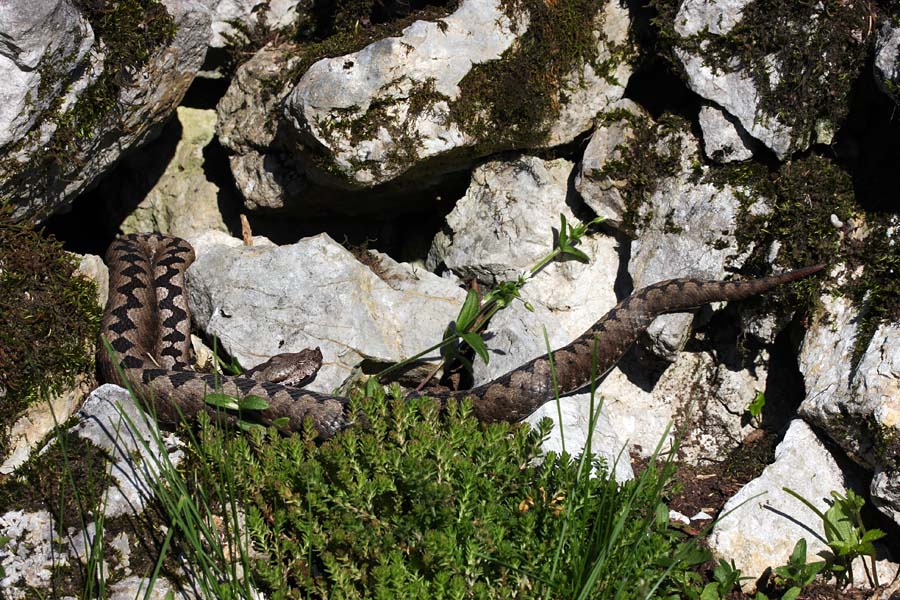 Modrasinja V.
Modras (samica) se greje na soncu.
Ključne besede: modras  vipera  ammodytes