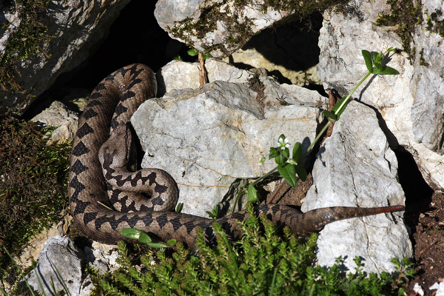 Modrasinja IV.
Modrasinja na sončku.
Ključne besede: modras  vipera  ammodytes