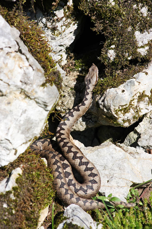 Modrasinja III.
Modrasinja išče primerno lego, da se čim hitreje ogreje na soncu.
Ključne besede: modras  vipera  ammodytes