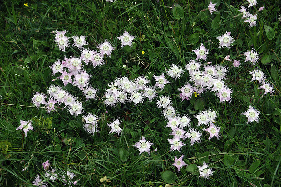 Sternbergov klinček
Na planini Konjščica.
Ključne besede: sternbergov klinček dianthus sternbergii