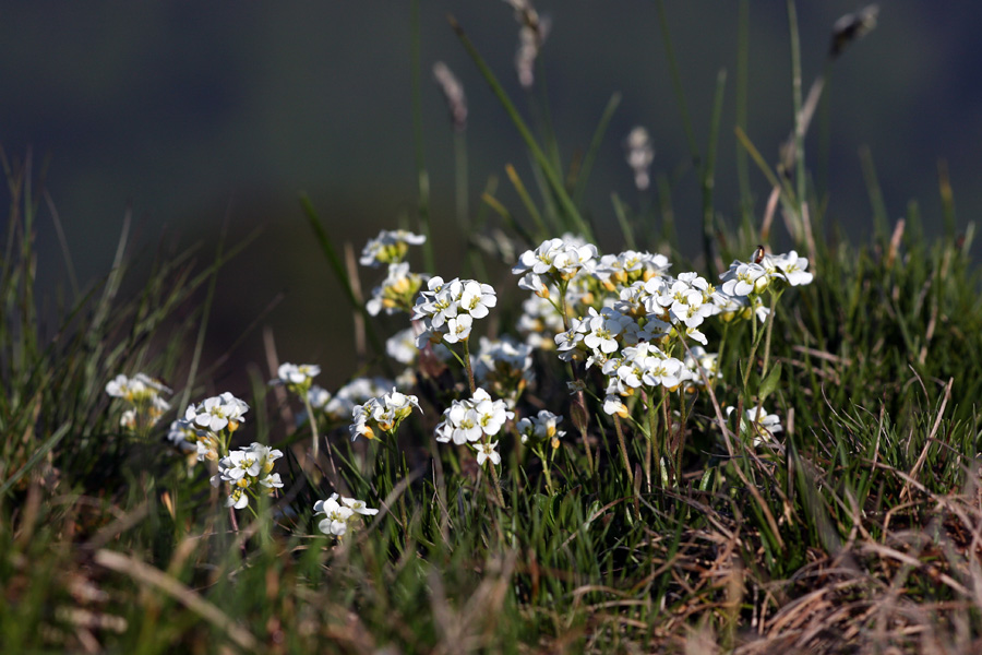 Bohinjski repnjak II.
Bohinjski repnjak na Slatniku.
Ključne besede: bohinjski  repnjak  arabis  vochinensis