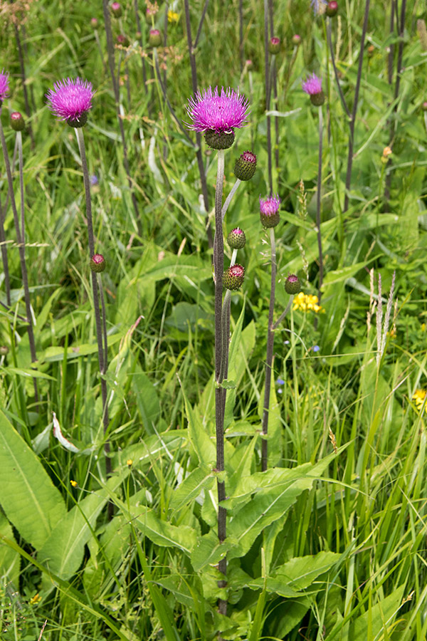 Raznolistni osat
Zanimiva najdba na Pokljuki. Raznolistni osat naj po knjigi Flora Alpina pri nas sploh nebi rasel. 
Ključne besede: raznolistni osat cirsium helenioides