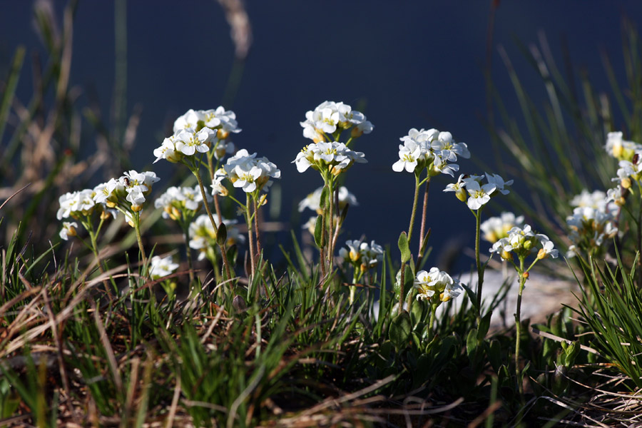 Bohinjski repnjak I.
Bohinjski repnjak na Slatniku.
Ključne besede: bohinjski repnjak arabis vochinensis