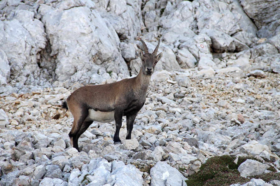 Kozoroginja pod Dolkovo špico
Pod vrhom Dolkove špice so se pasle kozoroginje z mladiči.
Ključne besede: kozorog capra ibex ibex