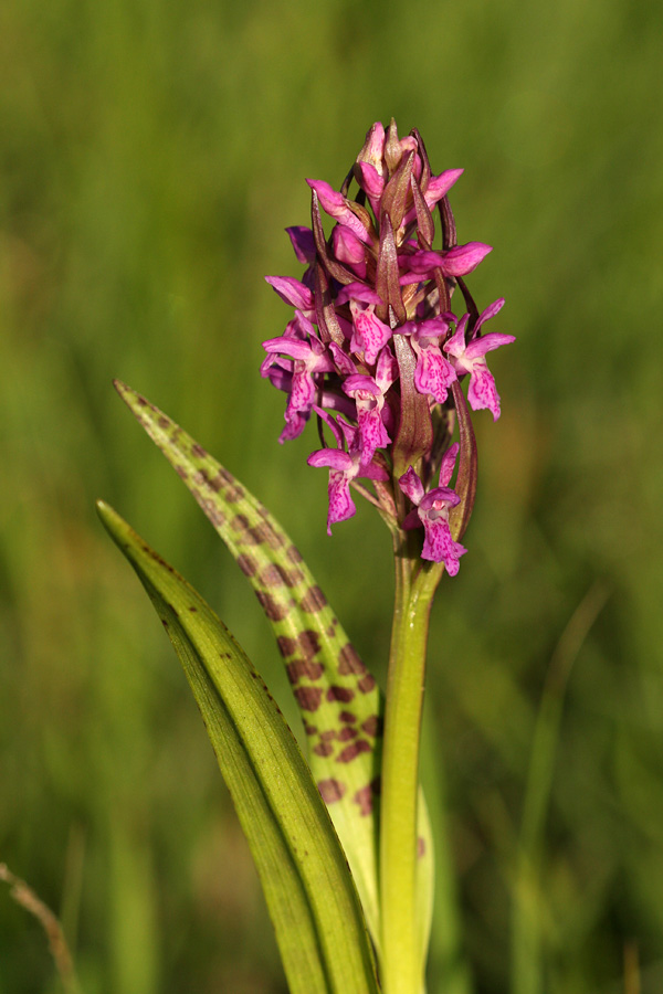 Mesnordeča prstasta kukavica
Mesnordeča prstasta kukavica nad Žlanom.
Ključne besede: mesnordeča prstasta kukavica dactylorhiza incarnata