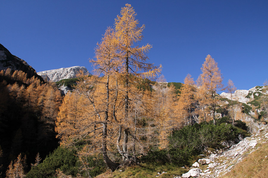 Planina Jezerce I.
Jesen na planini Jezerce.
Ključne besede: planina jezerce