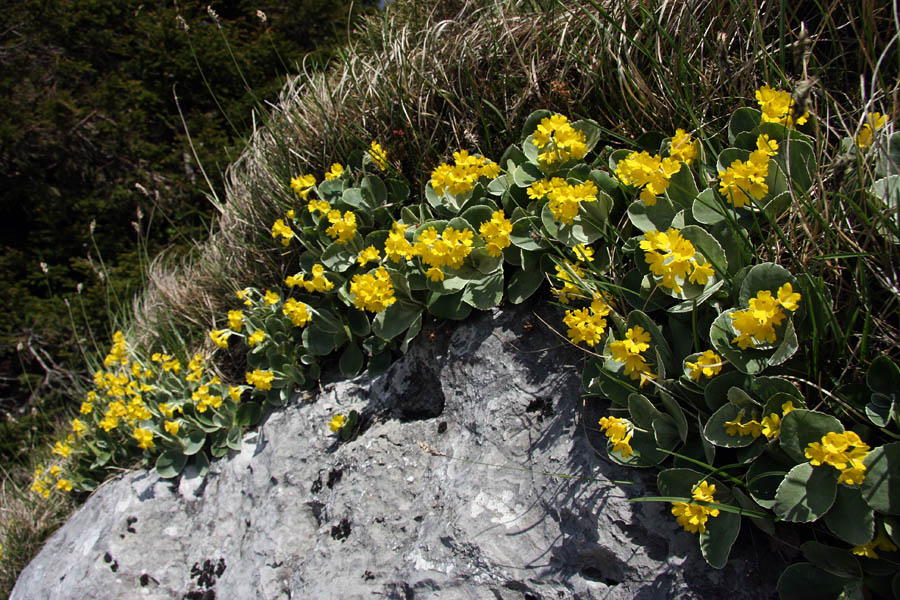 Na Kontnem vrhu
Avrikelj na Kontnem vrhu.
Ključne besede: primula auricula avrikelj lepi jeglič