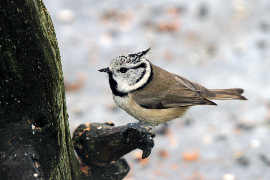 Čopasta sinica II.
Na našem vrtu.
Ključne besede: čopasta sinica lophophanes cristatus