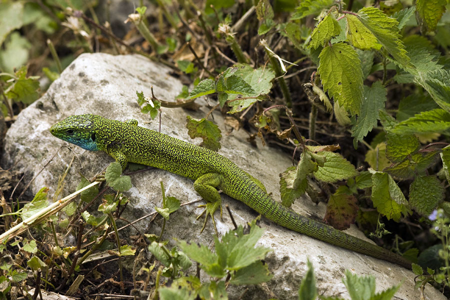 Zelenček
Zelenec se greje na soncu. Verjetno gre za samca (moder spodnji del glave).
Ključne besede: zelenec  lacerta  viridis kuščar