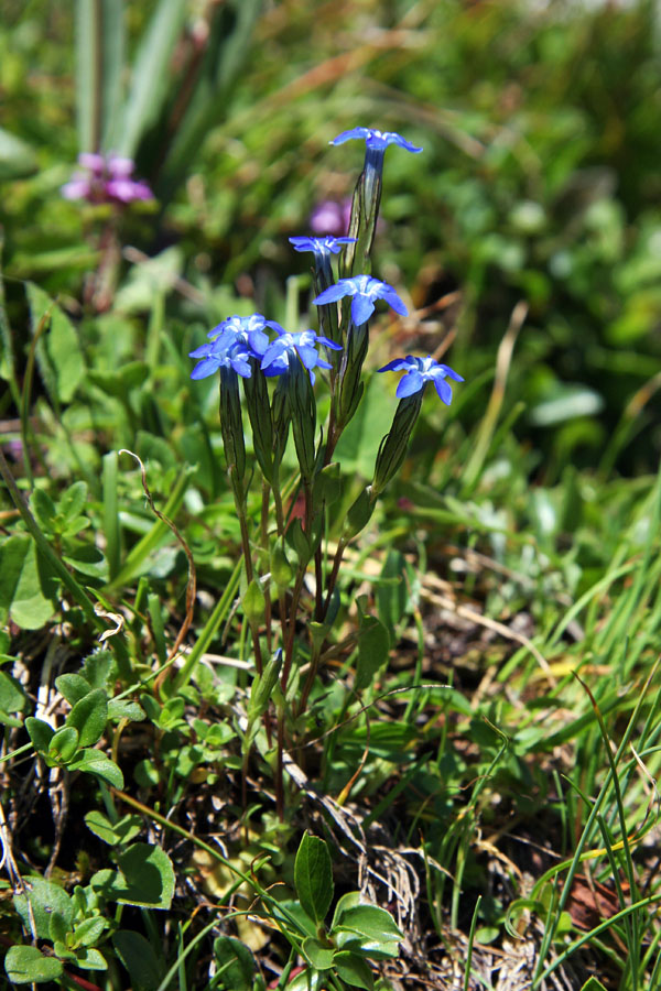 Snežni svišč
Snežni svišč v strmih travah Moreža.
Ključne besede: snežni svišč gentiana nivalis