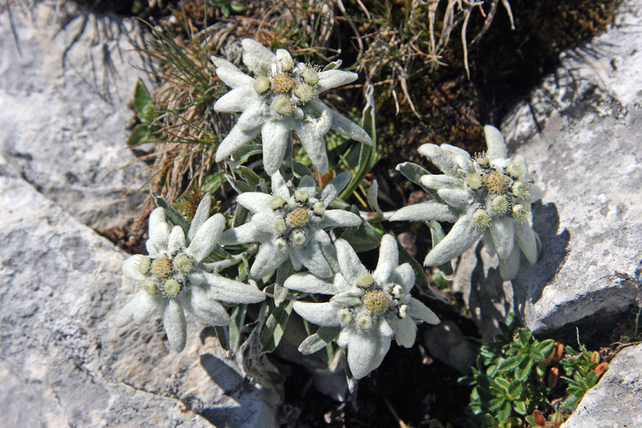 Planike vrh Moreža
Planike vrh Moreža.
Ključne besede: planika leontopodium alpinum