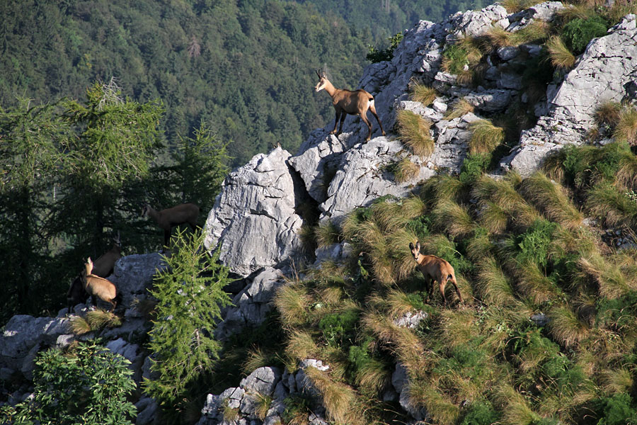 Gamsi
V južnih bohinjskih gorah.
Ključne besede: gams rupicapra rupicapra