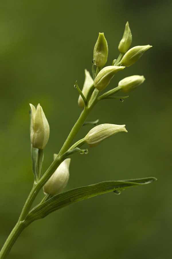 Bleda naglavka
Bleda naglavka po dežju. Nemški Rovt.
Ključne besede: bleda naglavka cephalanthera damasonium