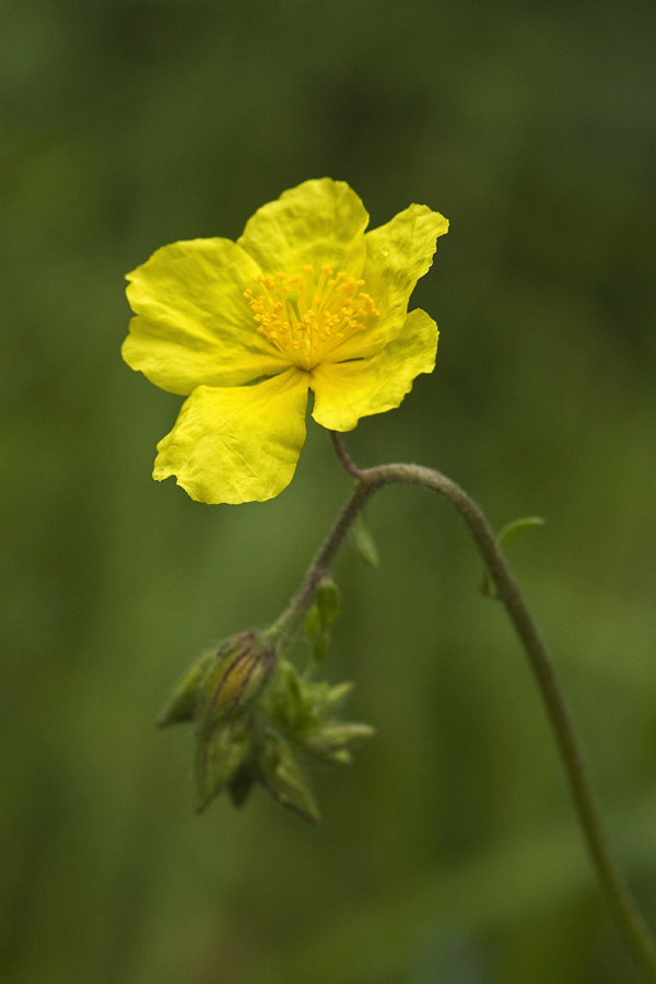 Jajčasti popon
Jajčasti popon raste pod Nemškim Rovtom.
Ključne besede: jajčasti popon helianthemum  vatum