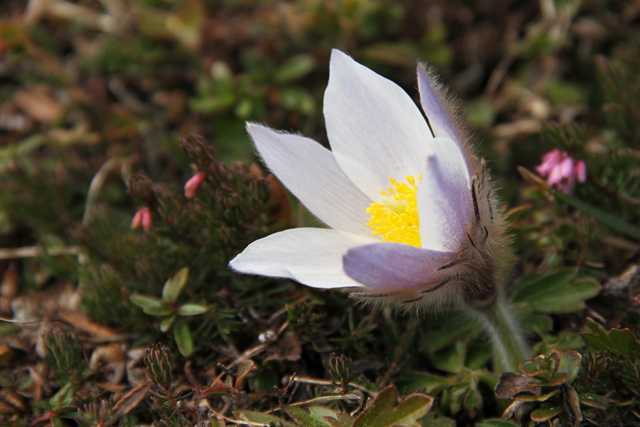 Spomladanski kosmatinec
Eden prvih cvetočih spomladanskih kosmatincev.
Ključne besede: spomladanski kosmatinec pulsatilla vernalis