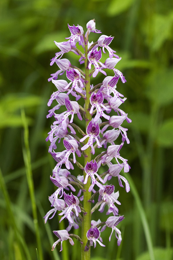 Čeladasta  kukavica
Čeladasta  kukavica.
Ključne besede: čeladasta kukavica orchis militaris