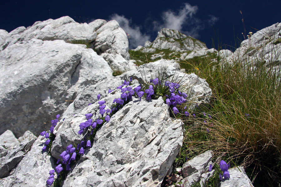 Trebušasta zvončica
Trebušaste zvončice pod Morežem. Zadaj se kaže Bedinji vrh.
Ključne besede: trebušasta zvončica campanula cochleariifolia