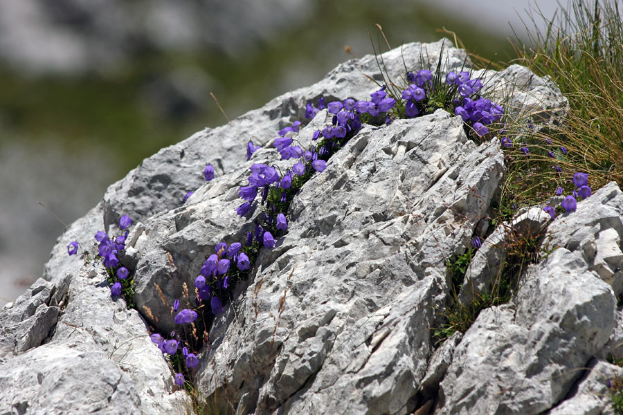 Venček zvončic
Trebušaste zvončice pod Morežem.
Ključne besede: trebušasta zvončica campanula cochleariifolia