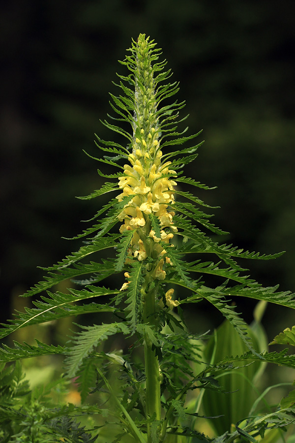 Hacquetov ušivec
Hacquetov ušivec pod Črno prstjo.
Ključne besede: hacquetov ušivec pedicularis hacquetii