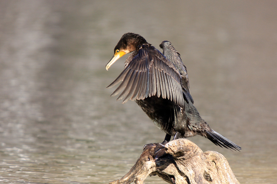 Sušenje perja II.
Kormoran pri sušenju perja.
Ključne besede: kormoran phalacrocorax carbo