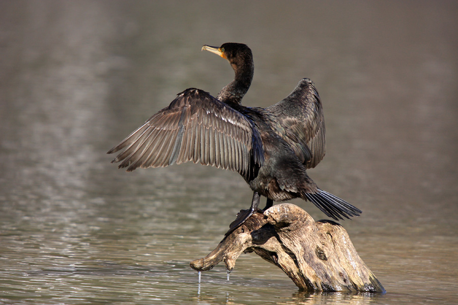 Sušenje perja I.
Po podvodnem lovu se perje očitno vendarle zmoči in takole zgleda sušenje le tega. 
Ključne besede: kormoran phalacrocorax carbo