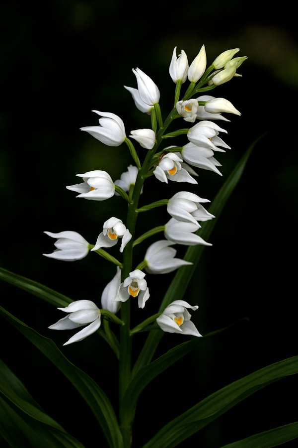 Naglavka
Dolgolistne naglavke je letos veliko.
Ključne besede: dolgolistna naglavka cephalanthera longifolia