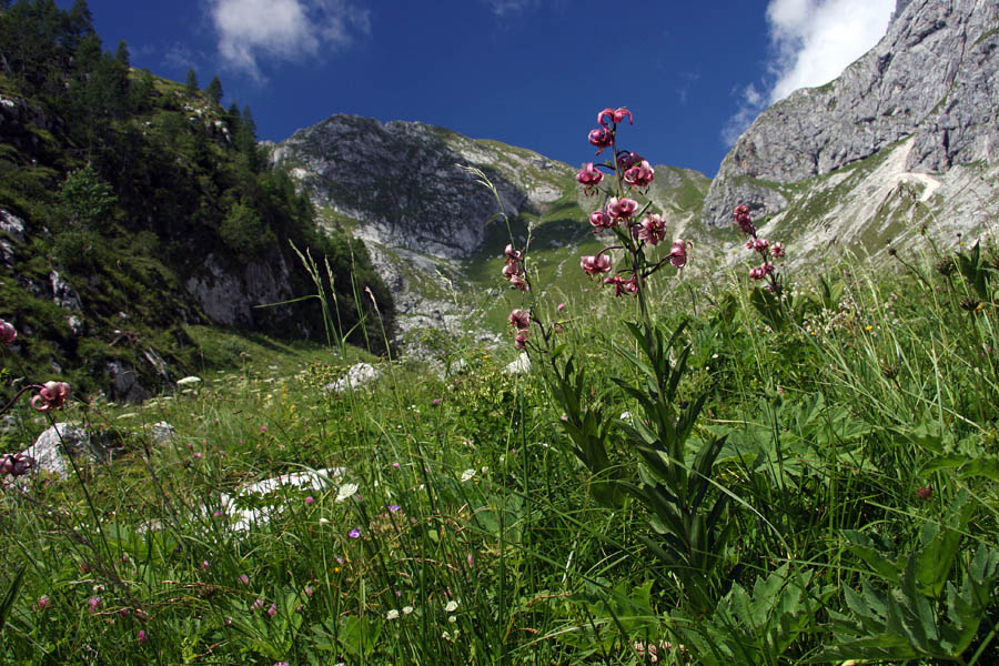 Turške lilije na Prevali
Ena od mnogih cvetočih turških lilij na Prevali. Zadaj je sedlo Čez Brežice (se ne vidi povsem).
Ključne besede: turška lilija lilium martagon prevala čez brežice