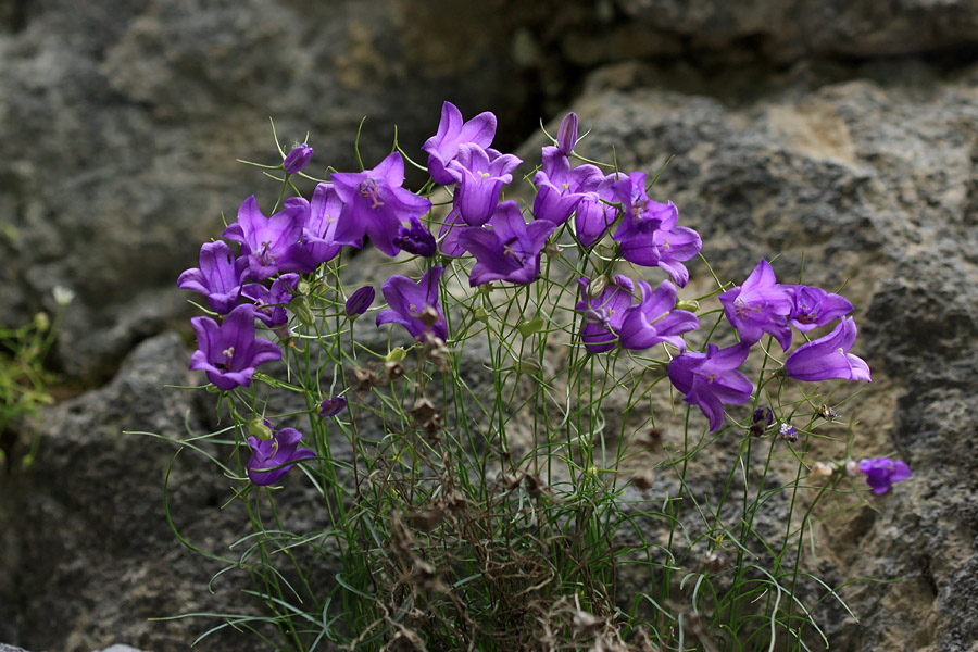 Karnijska zvončica
Karnijska zvončica pod Črno prstjo.
Ključne besede: karnijska zvončica campanula carnica