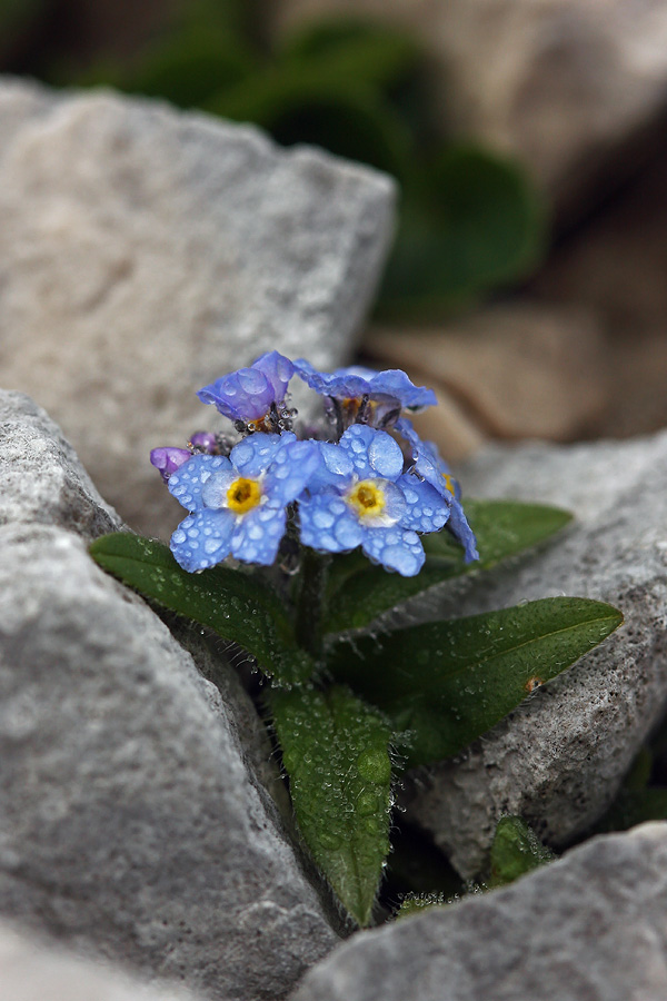 Spominčica
Planinska spominčica v jutranji rosi. Na grebenu Mojstrovk.
Ključne besede: planinska spominčica myosotis alpestris