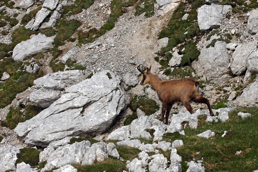 Gams III.
Srečanje z gamsom.
Ključne besede: gams rupicapra rupicapra