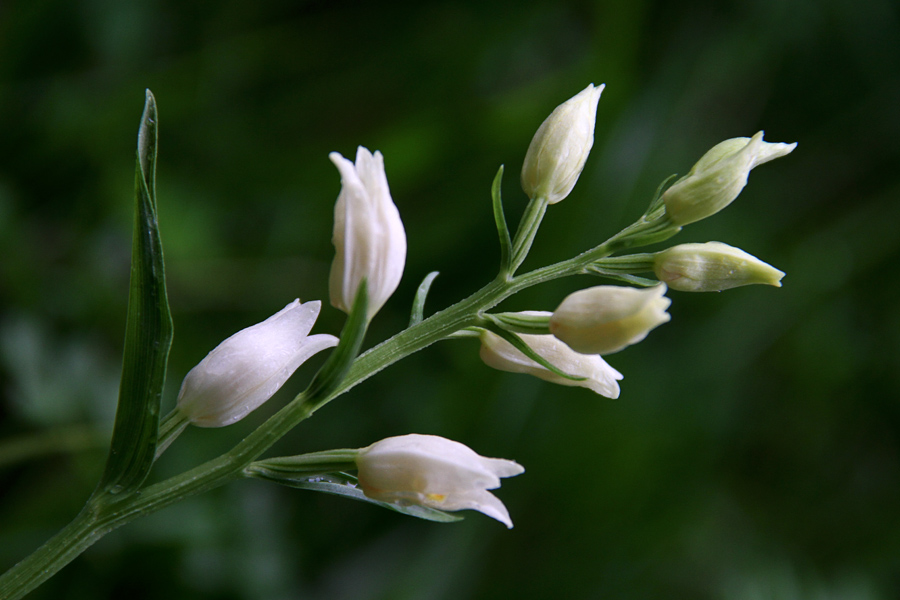 Bleda naglavka
Bleda naglavka.
Ključne besede: bleda naglavka cephalanthera damasonium