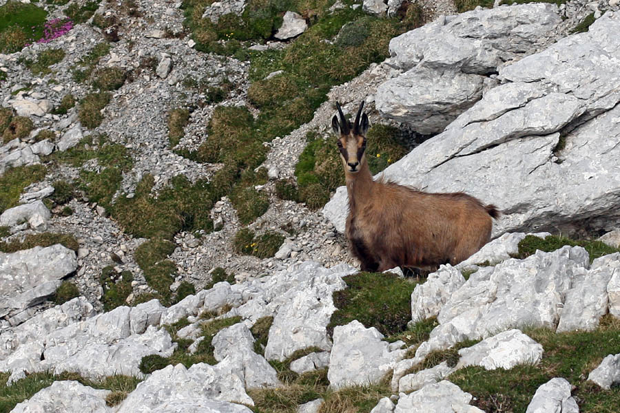 Gams II.
Srečanje z gamsom. Pod Travnikom.
Ključne besede: gams rupicapra rupicapra