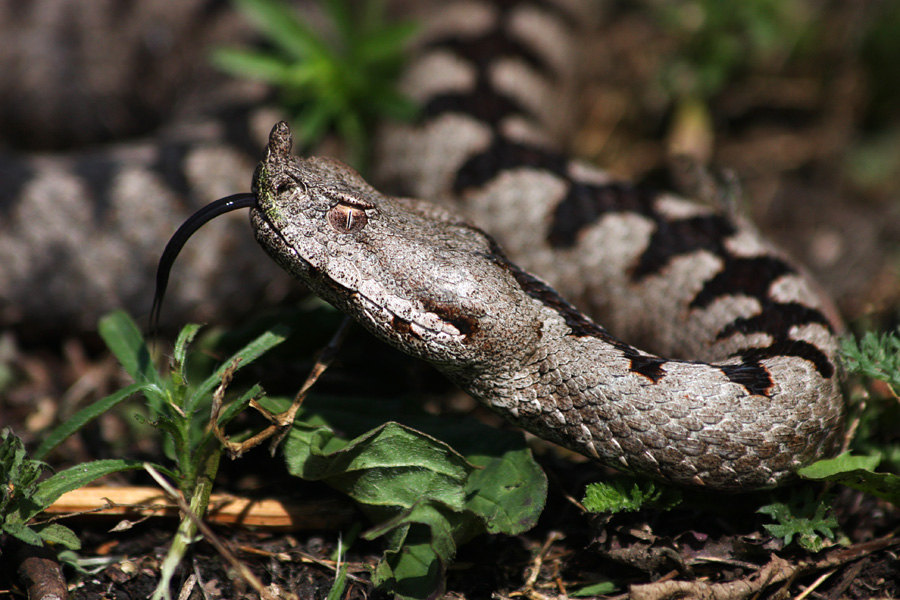 Modras II.
Modras ima kar precej dolg jezik. 
Ključne besede: modras vipera ammodytes