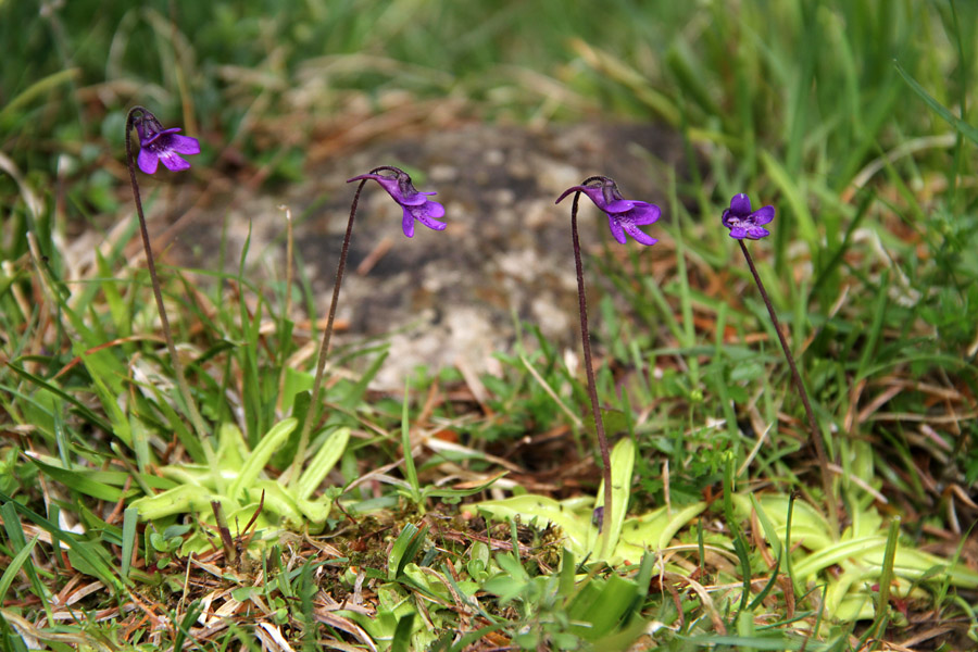 Štiri v vrsto
Navadne mastnice na Nemškem Rovtu.
Ključne besede: navadna mastnica pinguicula vulgaris