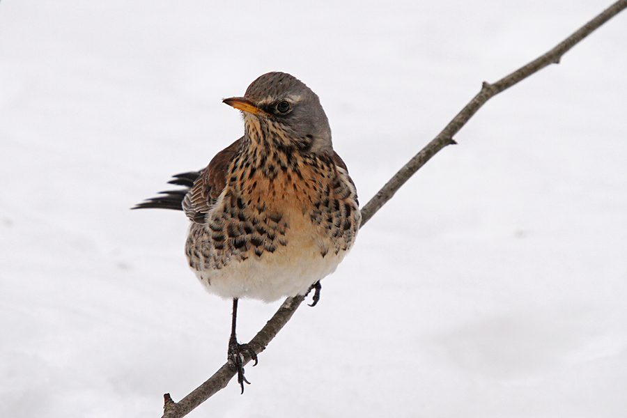 Brinovka VI.
Pa še brinovka na veji.
Ključne besede: brinovka turdus pilaris