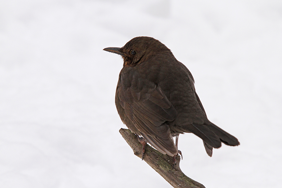 Kosulja
Kosulja.
Ključne besede: kos turdus merula