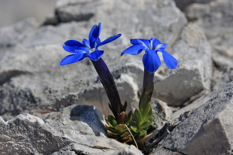 Triglavski svišč
Triglavski svišč na vrhu Travnika.
Ključne besede: triglavski svišč gentiana terglouensis