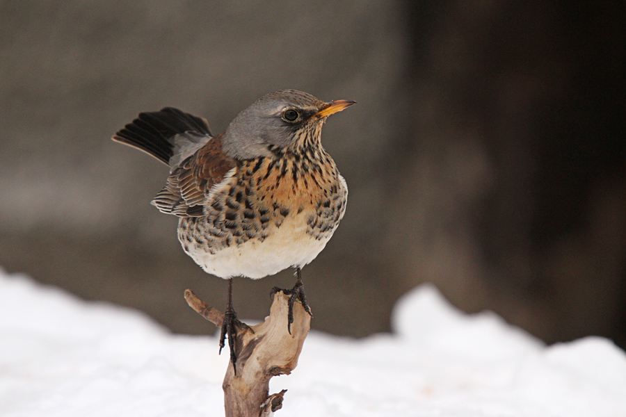 Brinovka V.
Brinovka.
Ključne besede: brinovka turdus pilaris