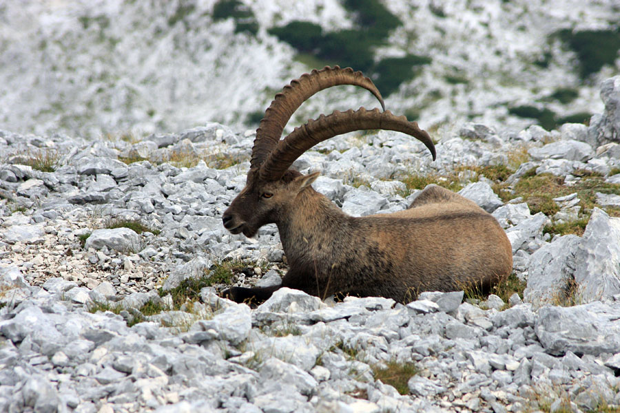 Po kosilu
Počitek po kosilu. Na Rjavini.
Ključne besede: kozorog capra ibex ibex