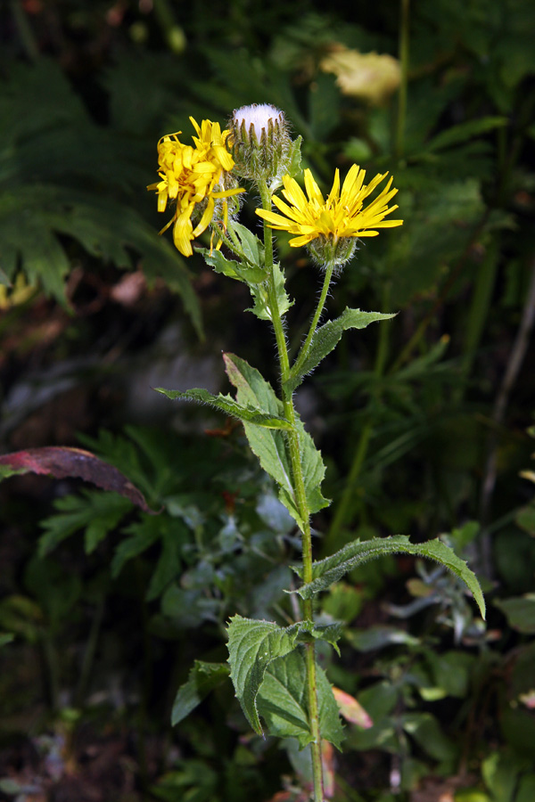 Lučnikovolistni dimek
Lučnikovolistni dimek pod Črno prstjo.
Ključne besede: lučnikovolistni dimek crepis pyrenaica