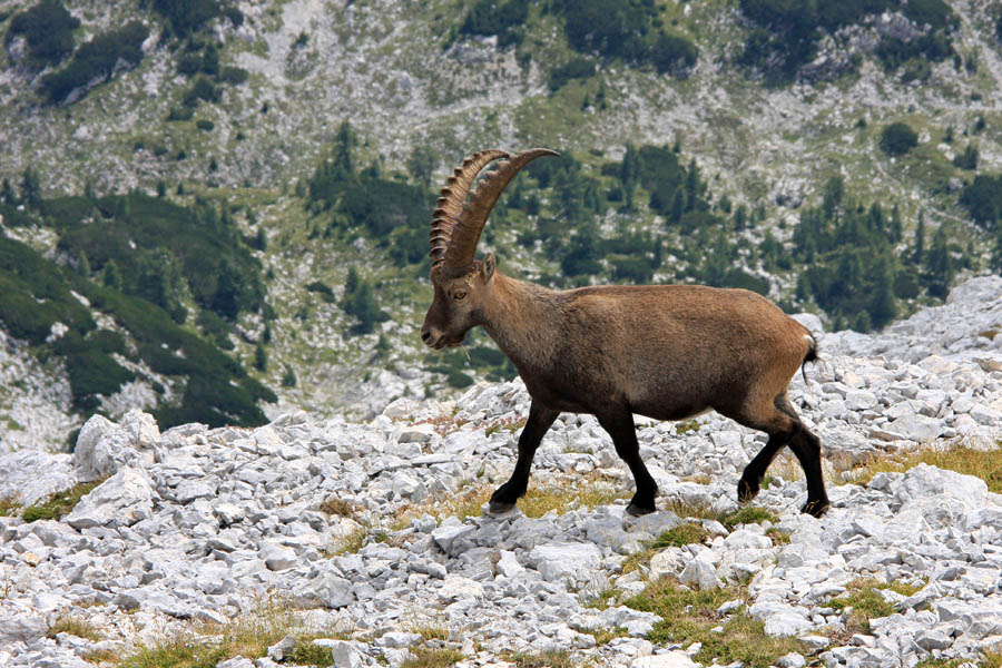 Na pašo
Kozorog na paši. na Rjavini.
Ključne besede: kozorog capra ibex ibex