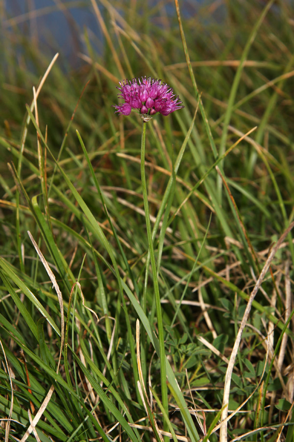 Gorski luk
Gorski luk na Črni prsti.
Ključne besede: gorski luk allium senescens