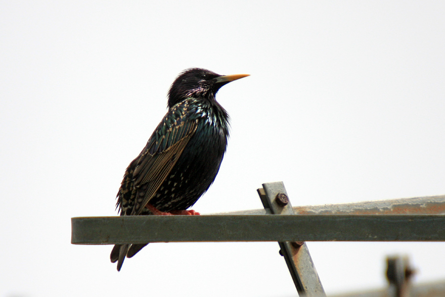 Škorec
Škorec na strelovodu.
Ključne besede: škorec sturnus vulgaris