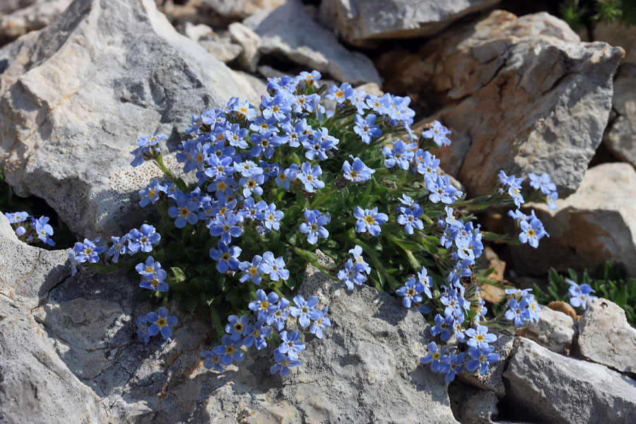 Triglavska neboglasnica
Triglavska neboglasnica na najbolj vzhodnem delu južnih Bohinjskih gora.
Ključne besede: triglavska neboglasnica eritrichum nanum