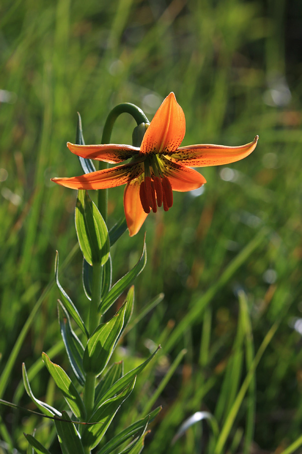 Kranjska lilija
Razprostrt cvet kranjske lilije.
Ključne besede: kranjska lilija lilium carniolicum