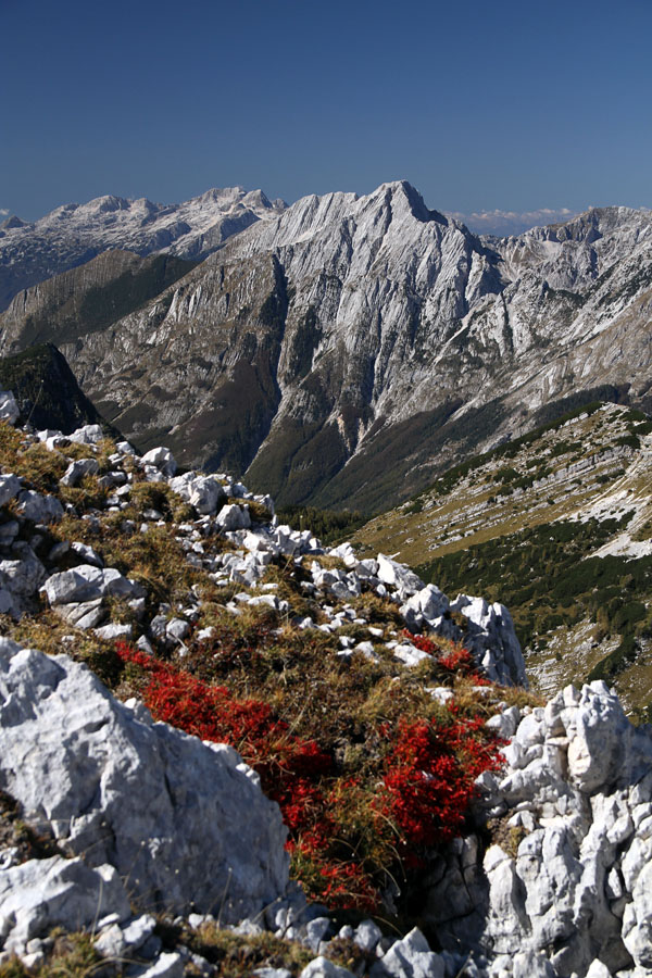 Z Vodnikovega Vršaca I.
Po senčni poti čez Komar in naprej po severni strani Kanjavca je sončni in razgledni Vodnikov Vršac pravi balzam. Pogled na Bavški Grintavec.
Ključne besede:  zadnjiški vodnikov vršac bavški grintavec