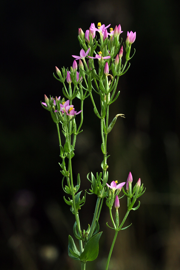 Navadna tavžentroža II.
Navadna tavžentroža.
Ključne besede: navadna tavžentroža centaurium erythraea