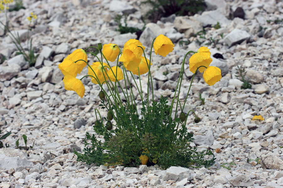 Petkovškov mak
Petkovškov mak v južno Bohinjskih gorah.
Ključne besede: petkovškov mak papaver alpinum ssp. victoris